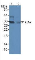 DIO2 Antibody