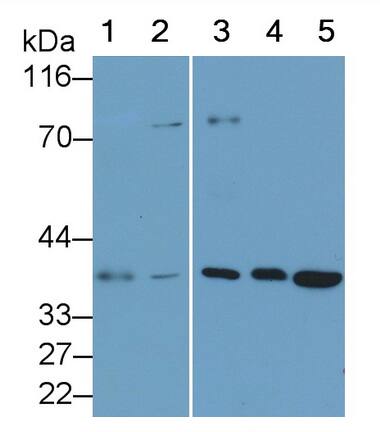 IL-34 Antibody (C6)