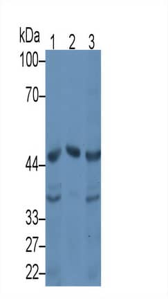 Serpin A10/ZPI Antibody (C6)