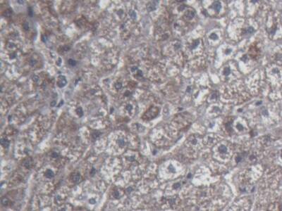 UCN2 Antibody (C3)