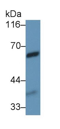 Vanin-1/VNN1 Antibody (C2)