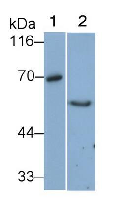 Vanin-1/VNN1 Antibody (D1)