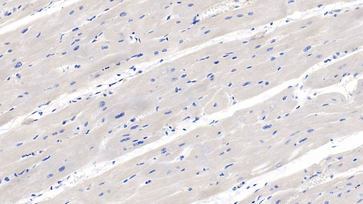 Renalase Antibody (C6)
