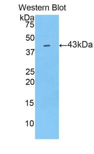 LCN9 Antibody