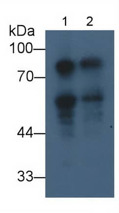 DCLK1 Antibody (C9)