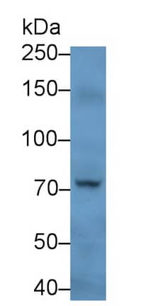 PADI4 Antibody (C4)