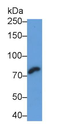 PADI4 Antibody (C12)