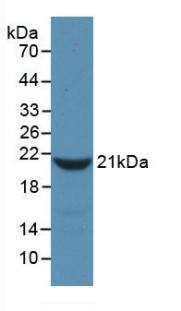 Fibrinopeptide A Antibody (17#)