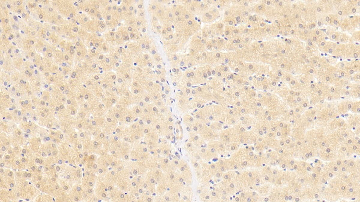 OAS1 Antibody (C1)