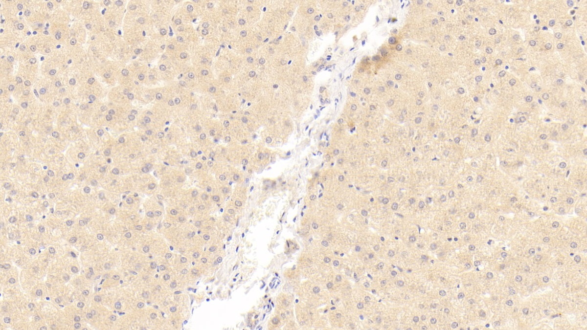 OAS1 Antibody (C12)