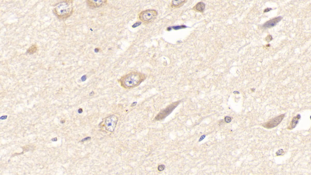 Laminin alpha 3 Antibody (C1)