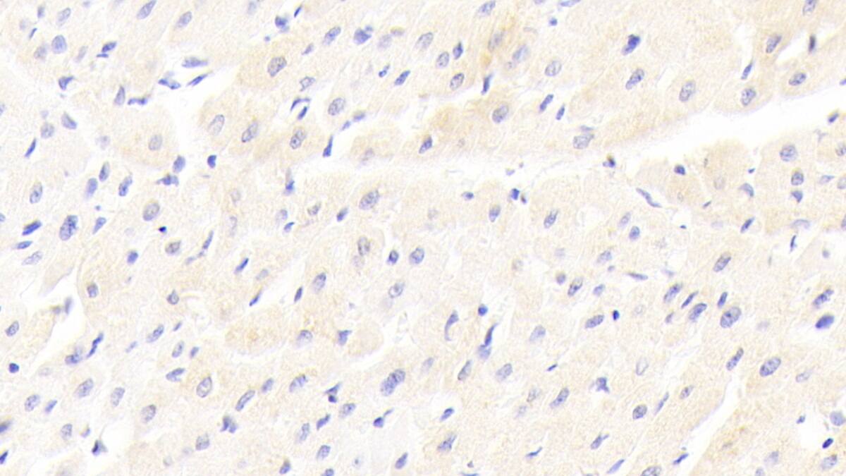 LRP-6 Antibody (C4)