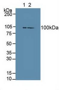Dishevelled-3 Antibody