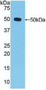 Dishevelled-3 Antibody