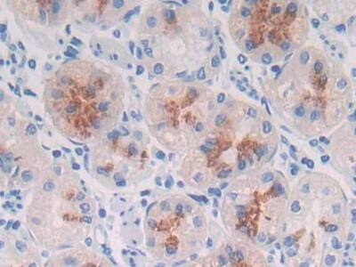 MUC3B Antibody