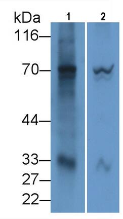 OAS2 Antibody (D12)