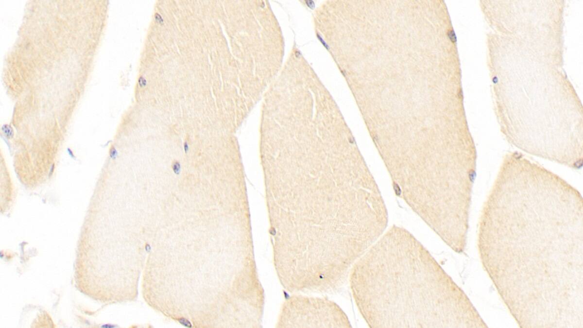 ISLR Antibody (C11)