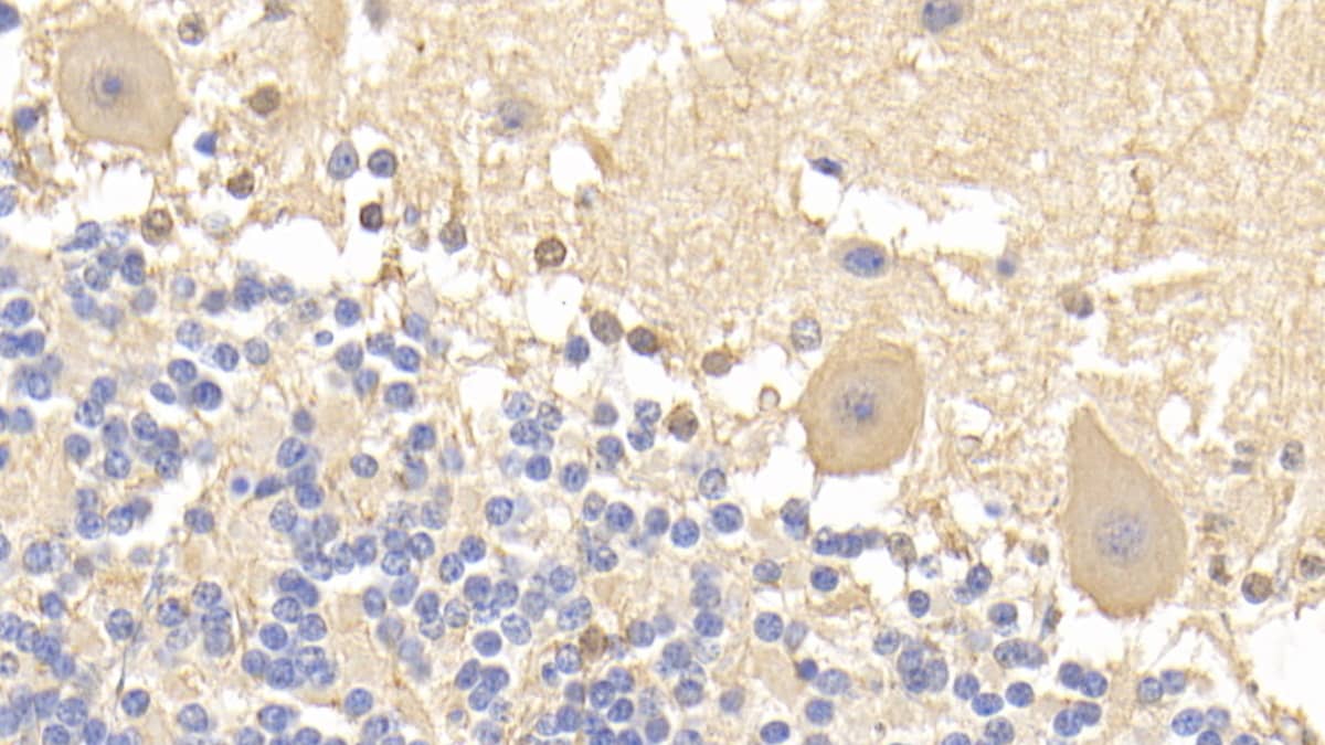 BAI3 Antibody (C2)