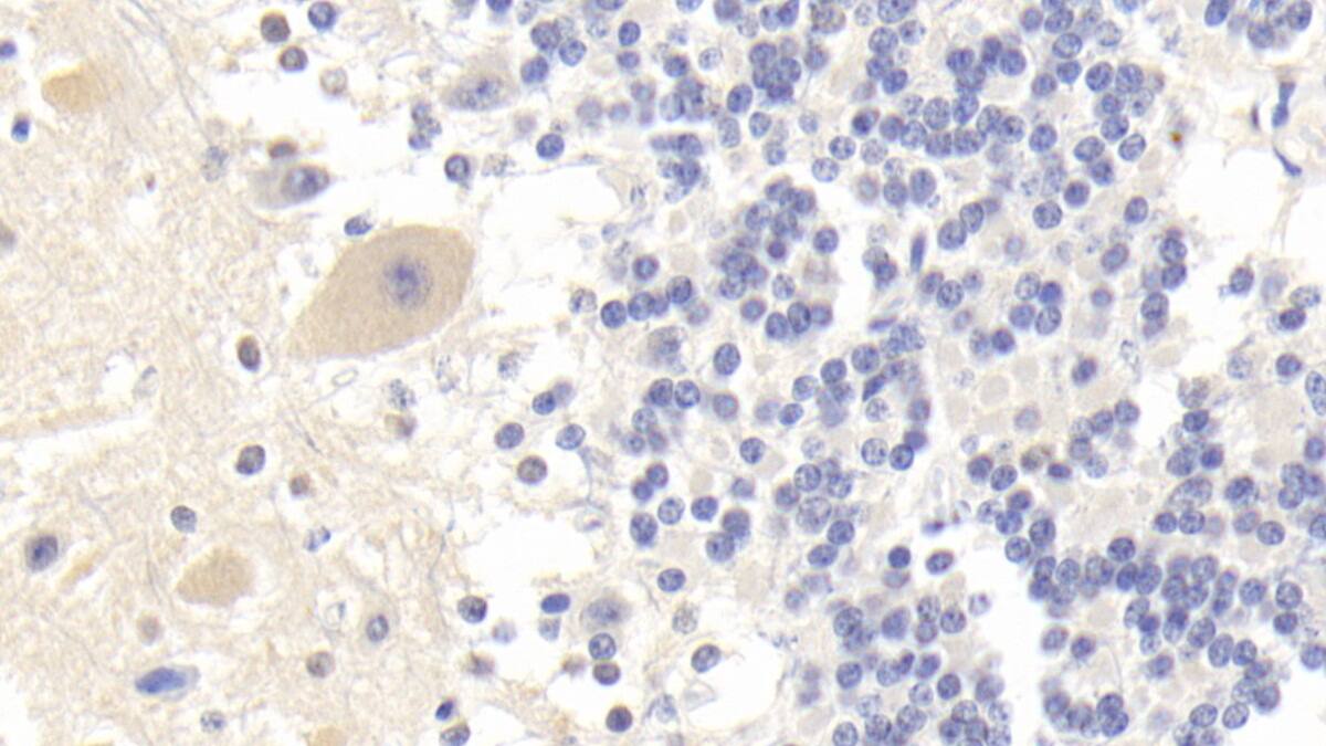 BAI3 Antibody (C1)