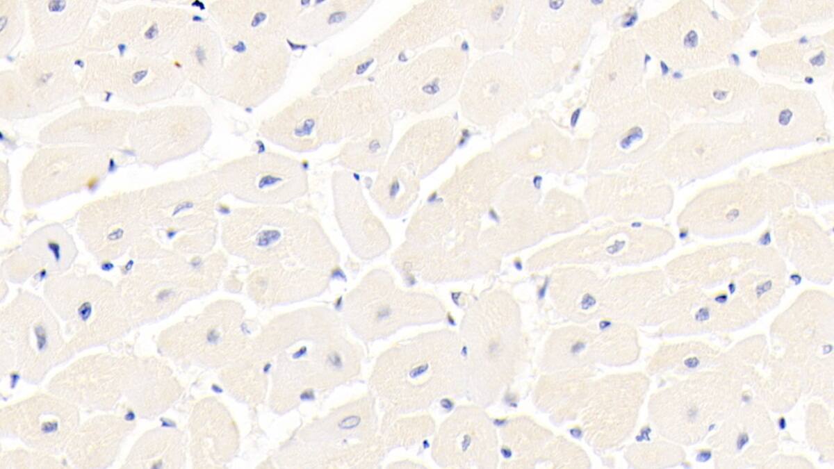 Integrin alpha 11 Antibody (C3)