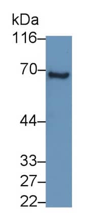 PSAP Antibody (C4)