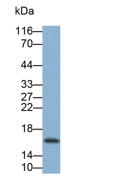 Cystatin SN Antibody (C1)