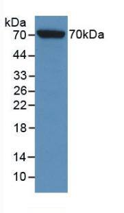 HspA1L Antibody (6#)