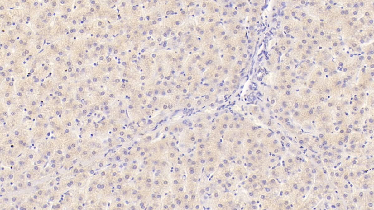 IL-29/IFN-lambda 1 Antibody (C4)