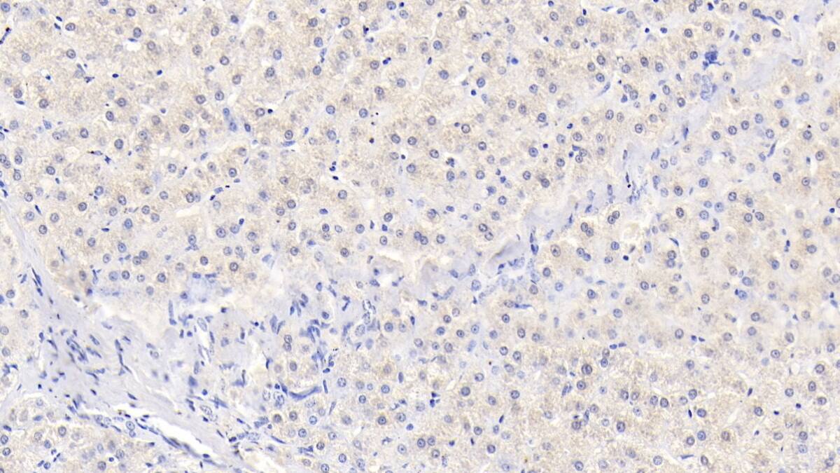 IL-29/IFN-lambda 1 Antibody (C5)