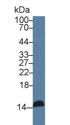 Reg3G Antibody (C15)