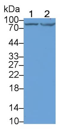 DCLK1 Antibody (C7)