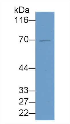 PADI4 Antibody (C17)