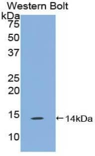 TAFA4/FAM19A4 Antibody