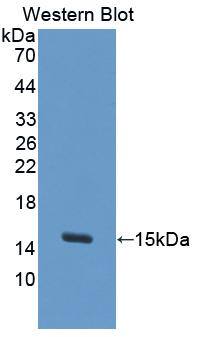 S100A7A Antibody