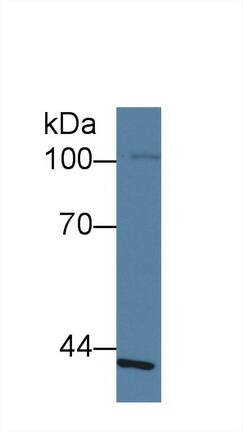 SLFN5 Antibody