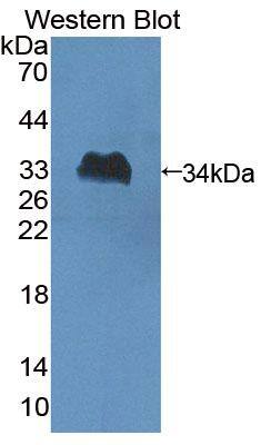 SLFN5 Antibody