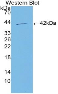 NMES1 Antibody