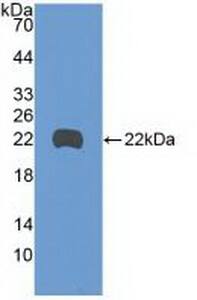 MYD118 Antibody