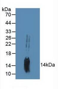 MYD118 Antibody