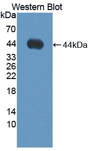 ADAMTS19 Antibody