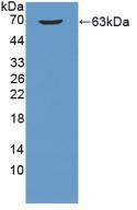 B3GALT5 Antibody