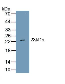 VWA5B2 Antibody