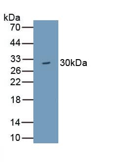 WDR90 Antibody