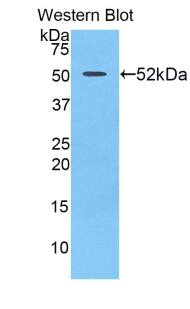 FUR1 Antibody