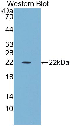 MAATS1 Antibody