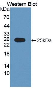 RNASE9 Antibody