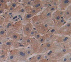 RNASE9 Antibody
