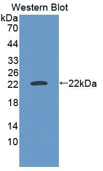 SCAND3 Antibody