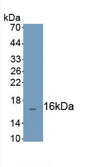 Complement Factor H-related 3/CFHR3 Antibody