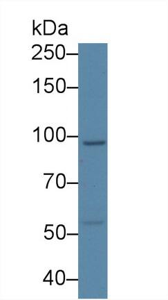 USP6NL Antibody